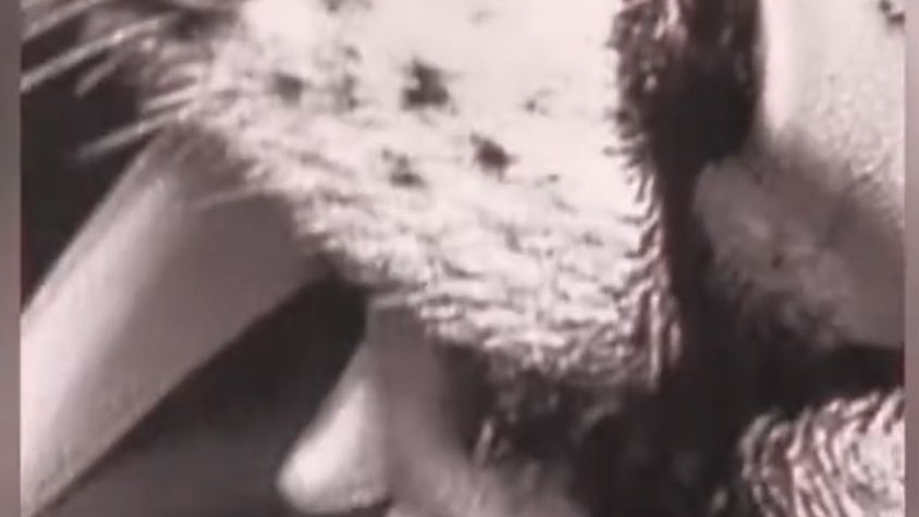 Tatouage tigre paris 